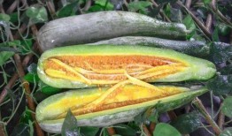 网红吃瓜热点,揭秘娱乐圈最新热点事件